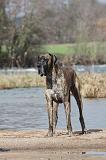 DOGUE ALLEMAND 175